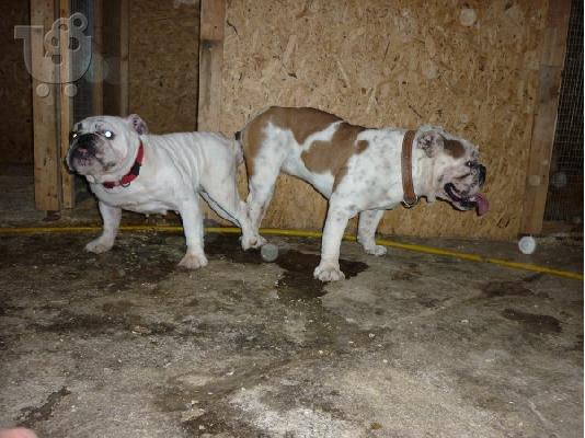 english bulldog